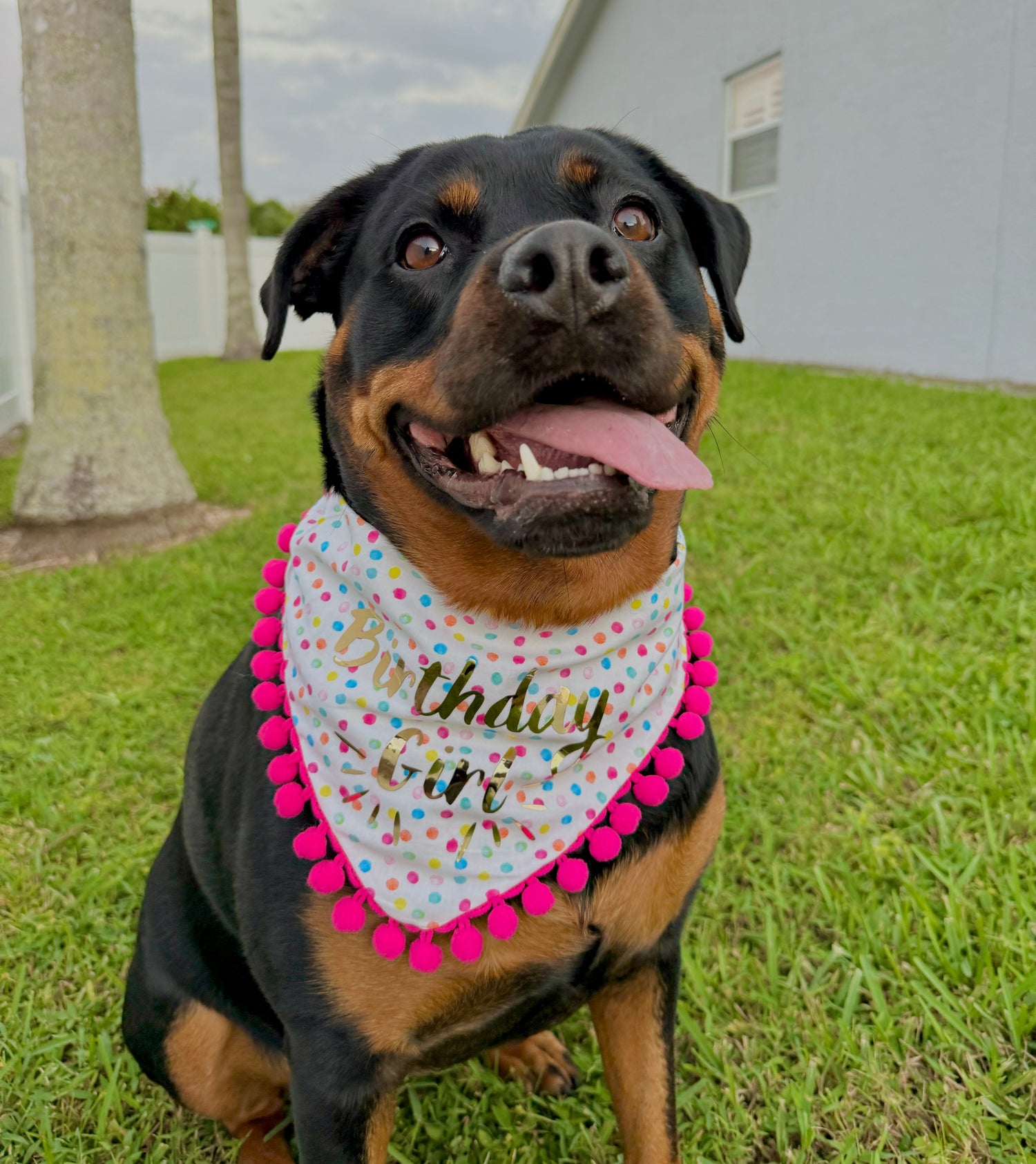 Barkin' Bandanas